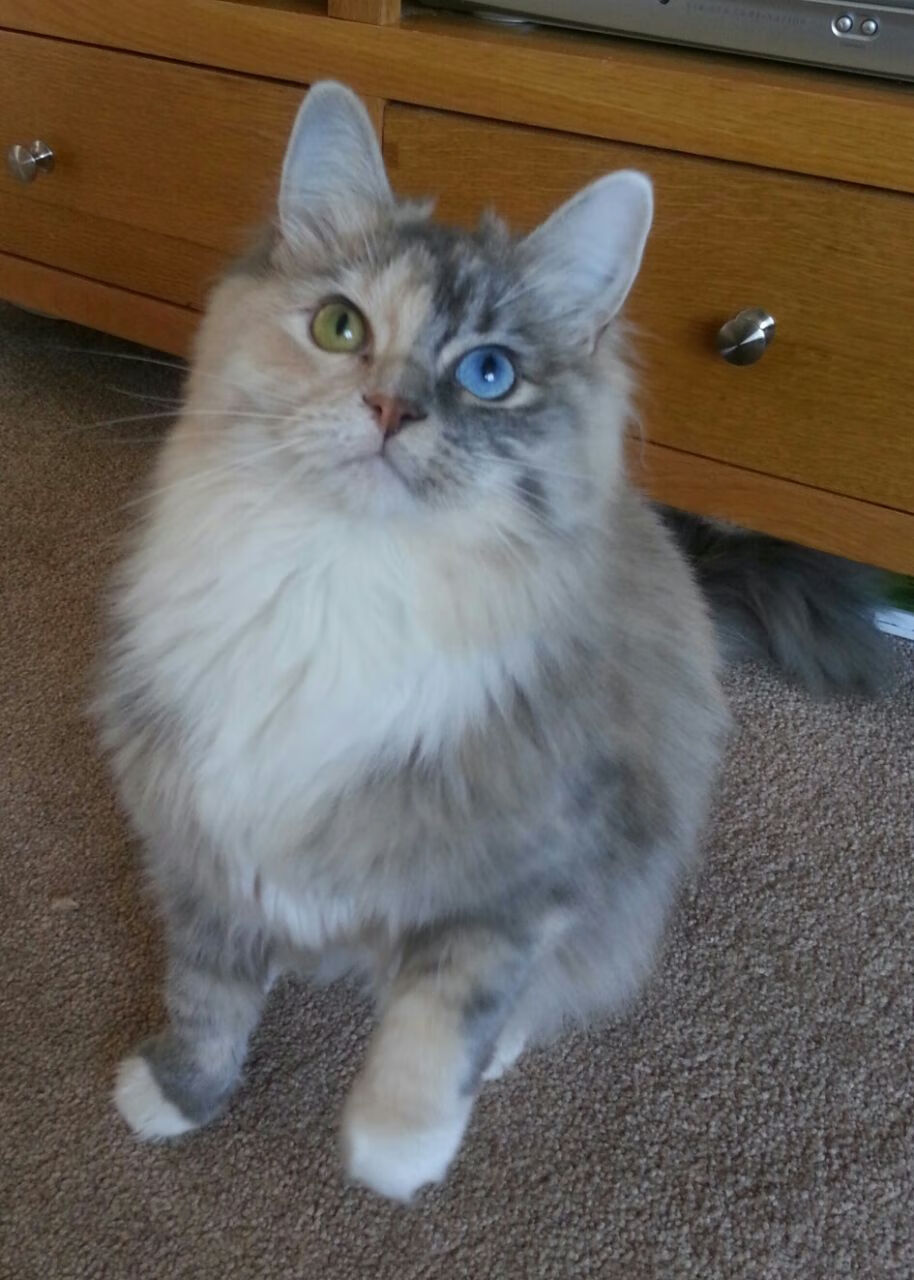 暗夜极速，范弗利特在F1街道赛的硬仗封王之路